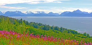 Fireweed and mountains overlooking Homer Bay